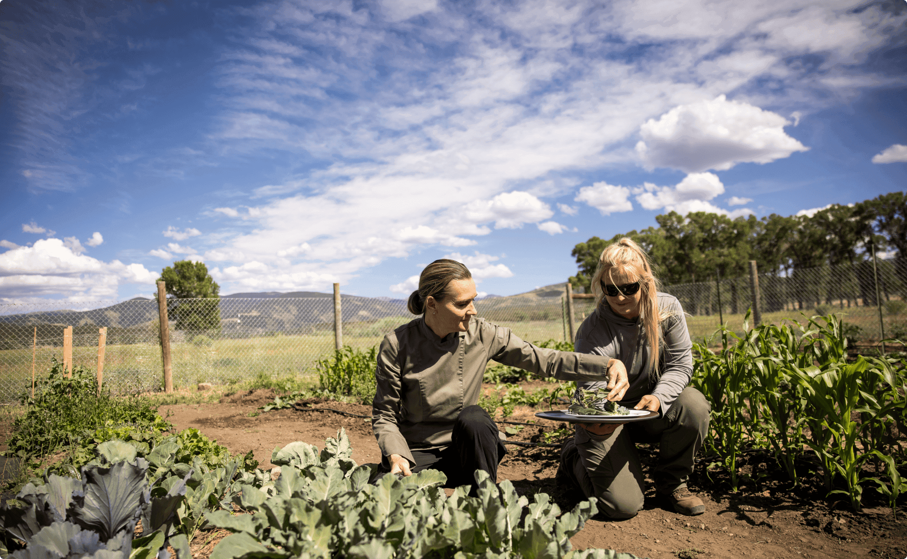 two people harvesting produce from a garden