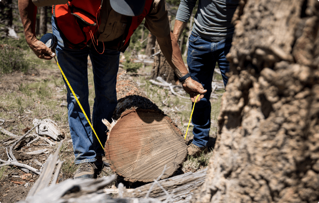 people doing forest maintenance