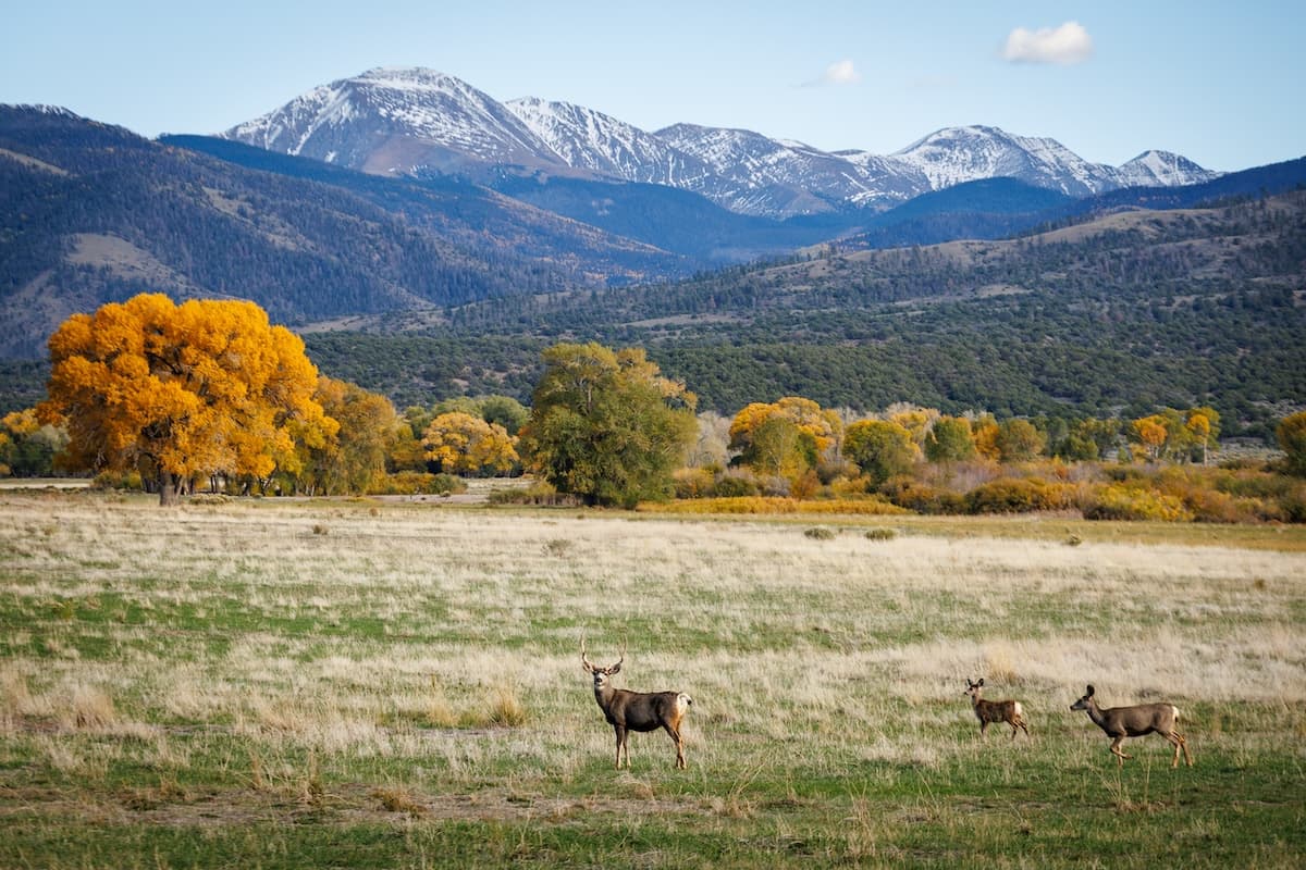 Three deer standing in an open grassy meadow surrounded by golden autumn trees, rolling hills, and snow-capped mountains in the distance.