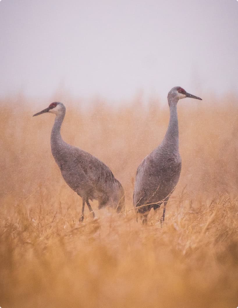 Conservation & Wildlife