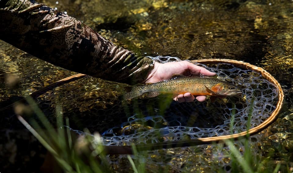 Close-up of a trout being released into a clear stream during fly fishing.