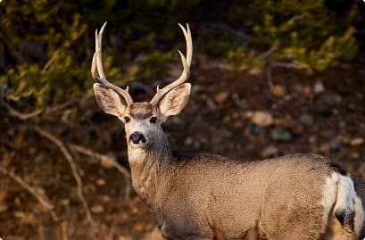 Close-up of a mule deer with antlers in a natural woodland setting.