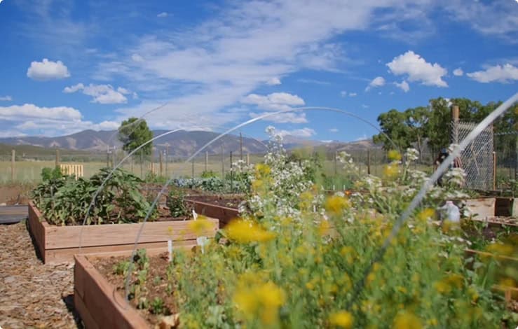 Raised garden beds with vegetables and flowers in an organic garden set against a mountain landscape.
